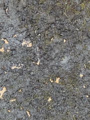 Scytinium lichenoides