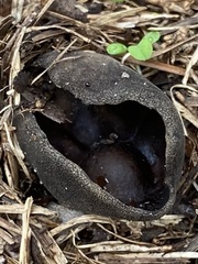 Pseudoplectania nigrella