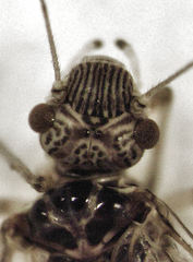 Clematostigma maculiceps