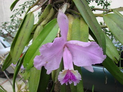 Cattleya