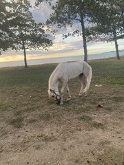 Equus caballus