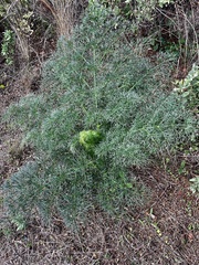Ferula