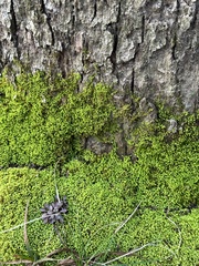 Claopodium rostratum