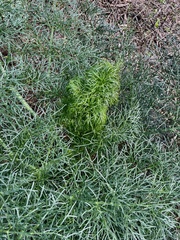 Ferula