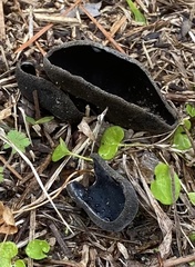 Pseudoplectania nigrella