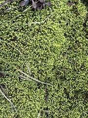 Claopodium rostratum