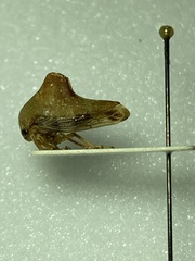 Telamona monticola