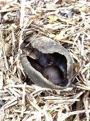 Pseudoplectania nigrella