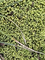 Claopodium rostratum