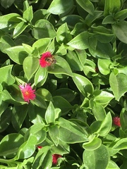 Apis mellifera