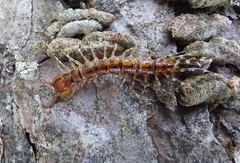 Lithobius variegatus