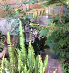 Araneidae