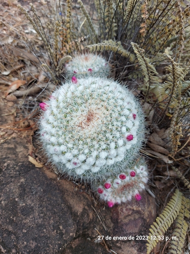 Image of Mammillaria standleyi by (c) Alejandro Colmenero, some rights reserved (CC BY-SA)