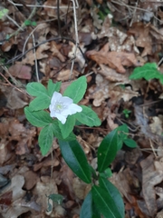 Anemonoides trifolia