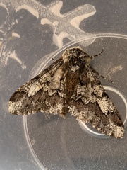 Biston strataria