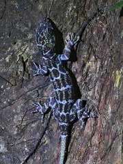 Cyrtodactylus marmoratus