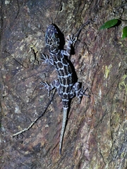 Cyrtodactylus marmoratus