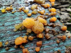 Dacrymycetaceae