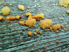 Dacrymycetaceae