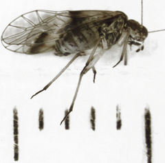 Clematostigma maculiceps