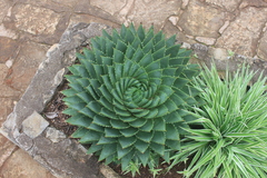 Aloe polyphylla
