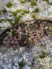 Sedum anglicum