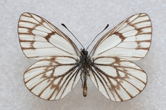 Aporia leucodice