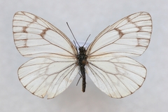 Aporia leucodice