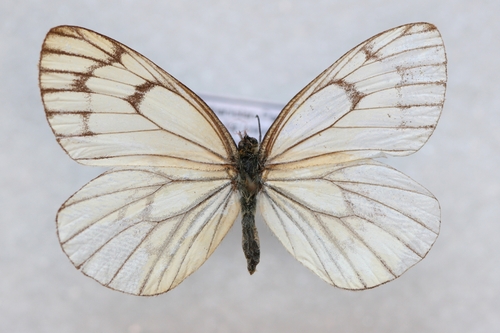 Himalayan Blackvein