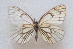 Aporia leucodice