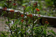 Asclepias curassavica