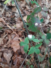 Anemonoides trifolia