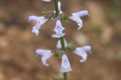 Salvia repens