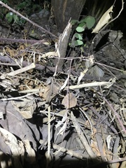 Rieppeleon kerstenii