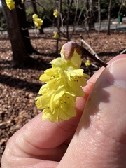 Corylopsis