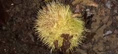 Castanea sativa