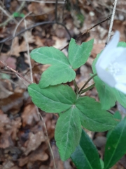 Anemonoides trifolia