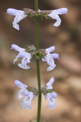 Salvia repens