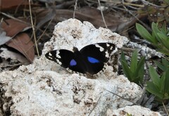Junonia oenone