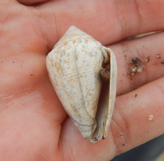 Conus ventricosus