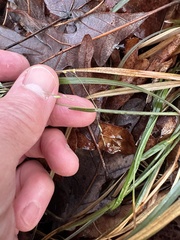 Poa cuspidata