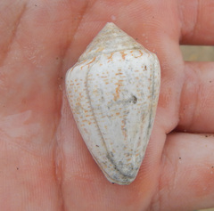 Conus ventricosus