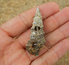 Cerithiidae