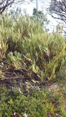 Chusquea subtessellata