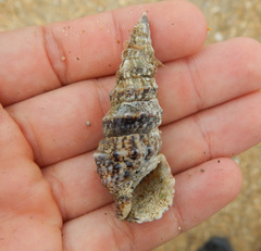 Cerithiidae
