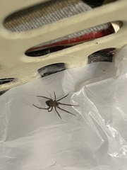 Araneae