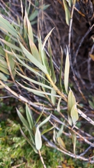 Chusquea subtessellata