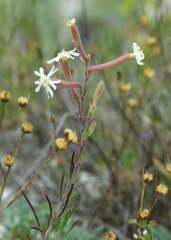 Silene supina