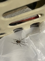 Araneae
