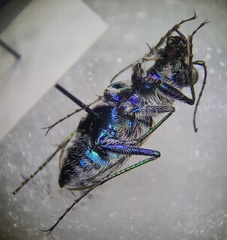 Cicindela formosa